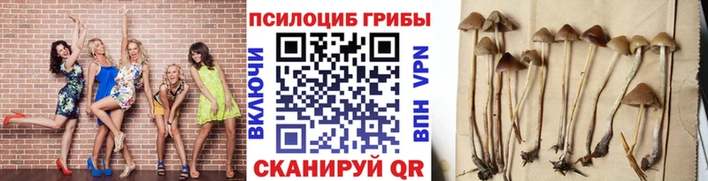 купить  цена  Новочеркасск  гидра зеркало  Псилоцибиновые грибы Cubensis 